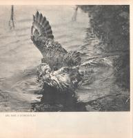 Bástyai Lóránt: 
Vadmadárból - vadászmadár.
Budapest, 1955. Művelt Nép Tudományos és Ismeretterjes...