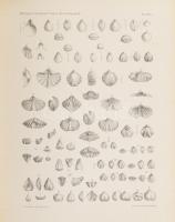 A Balatonmellék paleontologiája II. köt. A Balaton tudományos tanulmányozásának eredményei I. köt.: ...