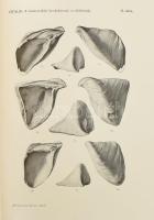 A Balatonmellék paleontologiája IV. köt. A Balaton tudományos tanulmányozásának eredményei I. köt.: ...