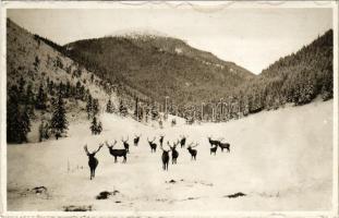 Tátra, Magas-Tátra, Vysoké Tatry; A szarvasok királyai télen / Králi jelenov / Königshirsche / deers, stags in winter