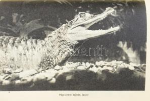 Molnár Gábor: Négyen a vadonban. Brazíliai vadászkalandok. Bp., 1966, Móra. Kiadói kissé kopott félv...