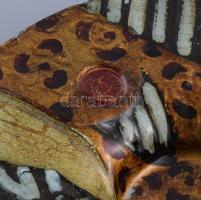 Festett design üvegtál, jelzés nélkül, kopással, d: 39 cm