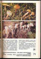 Dr. Rimóczi Imre: Gombaválogató 2. Bp., 1993, Szépia Könyvkiadó. Színes fotókkal illusztrálva. Kiadó...