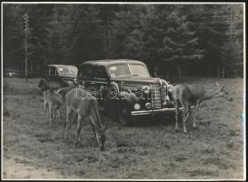 cca 1940 Autók (Buick?) őzekkel, jelzés nélküli fotó, 17x23,5 cm