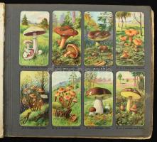 cca 1920-1940 Stühmer Növénytani képek. A-B-C album. "A" Album: 6 levélen 48 kép (25-48.,1...