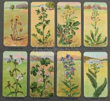 cca 1920-1940 Stühmer Növénytani képek. A-B-C album. "A" Album: 6 levélen 48 kép (25-48.,1...