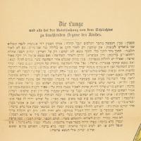 A tüdő kóser vágását szemléltető nagyméretű ábra leírással, hentesek számára, szakadásokkal