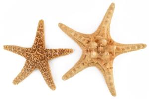 Doboznyi vegyes csiga, kagyló és ezekből álló üvegezett falidísz