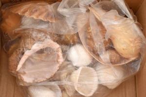 Doboznyi vegyes csiga, kagyló és ezekből álló üvegezett falidísz