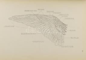 Kékessy László: A magyar vadász kézikönyve. Bársony István előszavával. Bp., [1925], Athenaeum, 128 ...