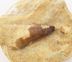 Moszaszaurusz hüllő foga, fosszília. Khouribga, Marokkó 65 millió éves 8x7 cm / Mosasaurus reptile t...