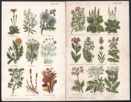 cca 1900 Gyógynövények, 4 db színes illusztráció, In: Platen, [Moritz]: Die Neue Heilmethode, kissé ...