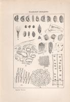 Bagi László (szerk.): 
Kecskemét múltja és jelene. A honfoglalás ezredik évfordulója alkalmából és ...