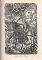 Donászy Ferenc: 
Őserdőkön, tengereken. Természeti képek és vadászkalandok mind az öt világrészből....