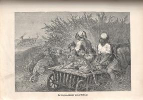 Donászy Ferenc: 
Őserdőkön, tengereken. Természeti képek és vadászkalandok mind az öt világrészből....