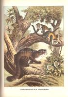 Donászy Ferenc: 
Őserdőkön, tengereken. Természeti képek és vadászkalandok mind az öt világrészből....