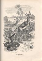 Donászy Ferenc: 
Őserdőkön, tengereken. Természeti képek és vadászkalandok mind az öt világrészből....