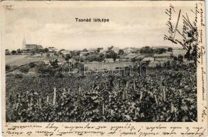 1905 Tasnád, szőlőskert. Ábrahám Sándor kiadása / vineyards (kis szakadás / small tear)