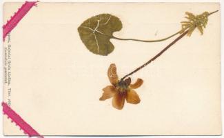 1900 Élővirágos levelezőlap. Galantai Gyula kiadása, Budapest / Greeting card with real flower