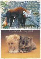 31 db modern állat motívum képeslap / 31 modern animal motive postcards