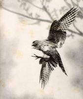 Homoki Nagy István: Szárnyas vadászmesterek. Fotoriport a vadászmadarakról. Írta és fényképezte: - -...