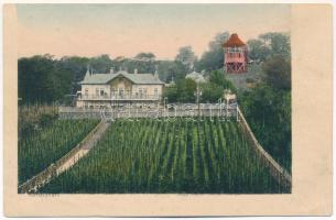 Kolozsvár, Cluj; Nagy Gábor Kőmáli kert vendéglője, szőlőskert / garden restaurant, vineyard (ázott / wet damage)