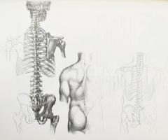 Barcsay, Jenő: Anatomie für Künstler. Wiesbaden,1980, Emil Vollmer. Német nyelven. Kiadói egészvászo...