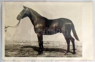 LOVAK - 43 db főleg RÉGI motívum képeslap kis albumban / HORSES - 43 mostly pre-1945 motive postcard...