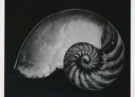 1927 Edward Weston (1886-1958) amerikai fotóművész felvétele (Nautilus shell), 1 db modern nagyítás, jelzés nélkül, 15x21 cm