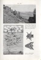 Lóczy Lajos: 
A Balaton földrajzi és társadalmi állapotainak leírása. A Balaton tudományos tanulmán...