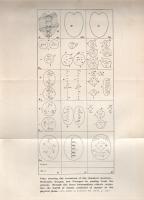 Besant, Annie: 
The Ancient Wisdom. An Outline of Theosophical Teachings.
London, 1910. Theosophic...