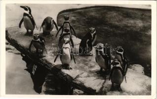 Budapest XIV. Állatkert, Zoo Budapest, Pápaszemes pingvinek. Hölzel Gyula felvétele (EK)