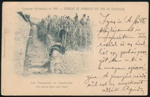 1900 Kézdi-Kovács László (1864-1942) festőművész, műkritikus humoros hangvételű autográf sorai képeslapon