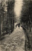 1915 Előpatak-gyógyfürdő, Valcele; Erdei fenyves sétány. Kiadja Berko Lipót / forest promenade