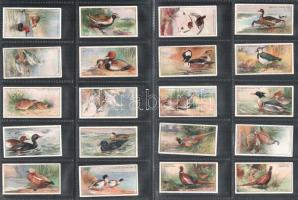 Player's Cigarettes angol cigaretta-gyűjtőképek, 50 db-os komplett sorozat (vadon élő madarak),...