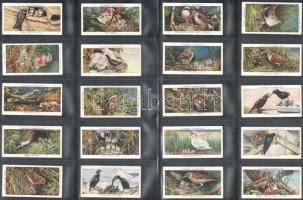 Player's Cigarettes angol cigaretta-gyűjtőképek, 50 db-os komplett sorozat (madarak és fiókáik)...