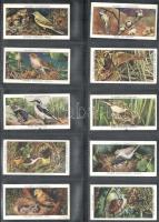 Player's Cigarettes angol cigaretta-gyűjtőképek, 50 db-os komplett sorozat (madarak és fiókáik)...