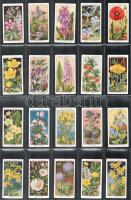 Wills's Cigarettes angol cigaretta-gyűjtőképek, 50 db-os komplett sorozat (vadvirágok), albumla...