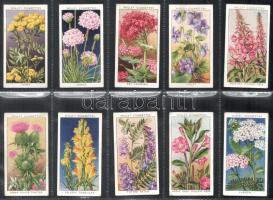 Wills's Cigarettes angol cigaretta-gyűjtőképek, 50 db-os komplett sorozat (vadvirágok), albumla...