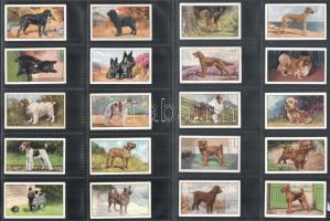 Angol cigaretta-gyűjtőképek, 48 db-os komplett sorozat (kutyák), albumlapokon / English cigarette collectible pictures, complete series of 48 (Dogs), in album sheets