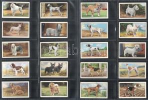 Angol cigaretta-gyűjtőképek, 48 db-os komplett sorozat (kutyák), albumlapokon / English cigarette co...