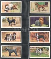 Angol cigaretta-gyűjtőképek, 48 db-os komplett sorozat (kutyák), albumlapokon / English cigarette co...