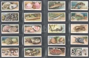 Wills's Cigarettes angol cigaretta-gyűjtőképek, 50 db-os komplett sorozat (a tengerpart élővilága), albumlapokon / English cigarette collectible pictures, complete series of 50 (The Sea-Shore), in album sheets