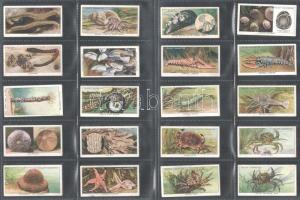 Wills's Cigarettes angol cigaretta-gyűjtőképek, 50 db-os komplett sorozat (a tengerpart élővilá...