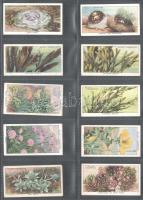 Wills's Cigarettes angol cigaretta-gyűjtőképek, 50 db-os komplett sorozat (a tengerpart élővilá...