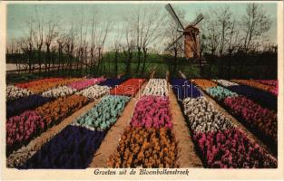 Duin- en Bollenstreek, Groeten uit de Bloembollenstreek / Greetings from the Flower Bulb Region, windmill