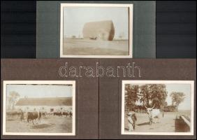 cca 1905 Mezőhegyesi Állami Gazdaság 7 db nagyobb méretű feliratozott paszpartuzott fotó. Simmenthal...