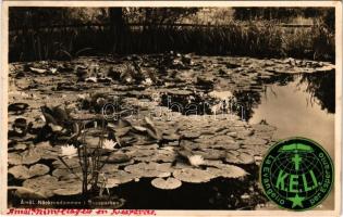 1939 Amal, Näckrosdammen i Sveaparken / waterlily pond