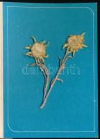 "Pozdrav z Vysokych Tatier" / "Üdvözlet a Magas-Tátrából", üdvözlőlap szárított ...