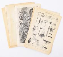 cca 1900 19 db állatvilággal kapcsolatos melléklet a Pallas Nagy Lexikonából, közte néhány színes litográfia is. 24x30 cm és 15x24 cm